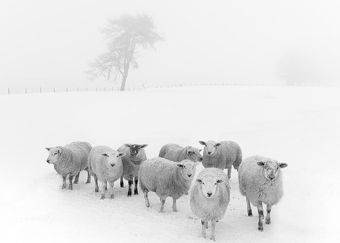 Sheep In Winter Greeting Card featuring the photograph Winter Woollies by Janet Burdon