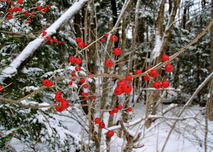 Red Greeting Card featuring the photograph Winterberry by David Pickett