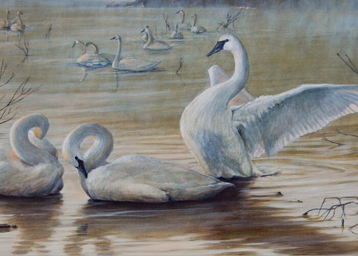 Trumpeter Swans Greeting Card featuring the painting Wintering Trumpeters by Dreyer Wildlife Print Collections 