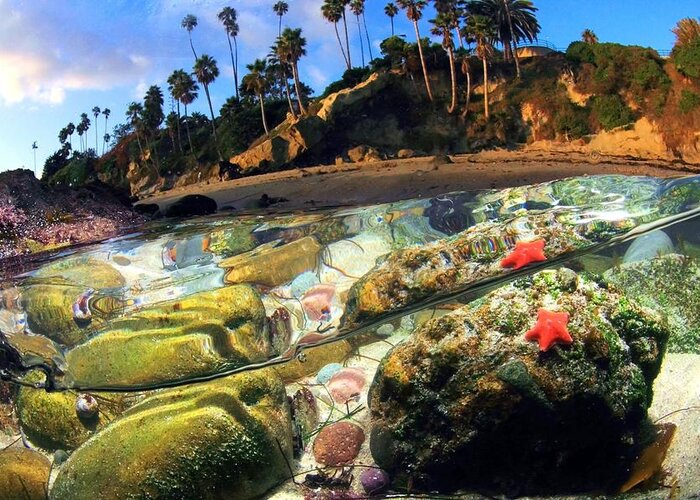 Tidepool Tide Coast Ocean Underwater Water Starfish Rocks Palm Trees Beach California Laguna orange County Sunny Reflection Blue Sky Green Red bat Star Greeting Card featuring the photograph Winter's Afternoon by Dale Kobetich by California Coastal Commission