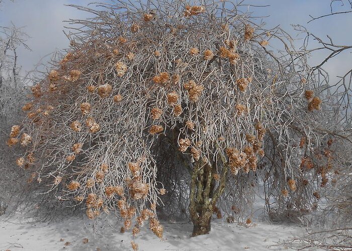 Snowball Bush Greeting Card featuring the photograph Wintertime Snowball Bush Tree by Diannah Lynch