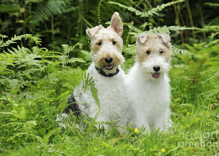 Dog Greeting Card featuring the photograph Wire Fox Terriers by John Daniels