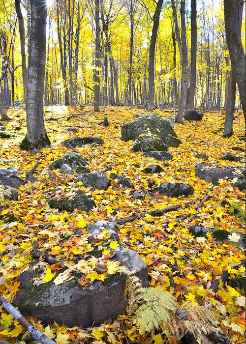 Fall Greeting Card featuring the photograph Wisconsin Sugar Maple Carpet by Ray Mathis
