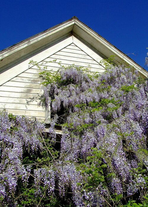 Wisteria Greeting Card featuring the photograph Wisteria Cascading by Everett Bowers