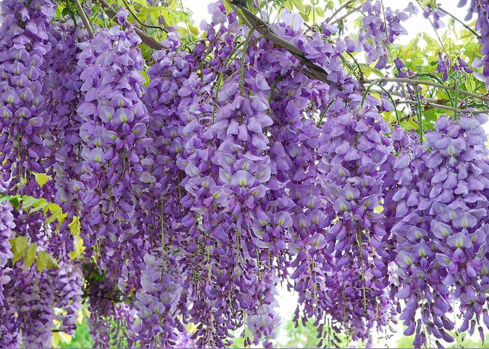 Wisteria Greeting Card featuring the photograph Wisteria Full Bloom by Michael Hubley