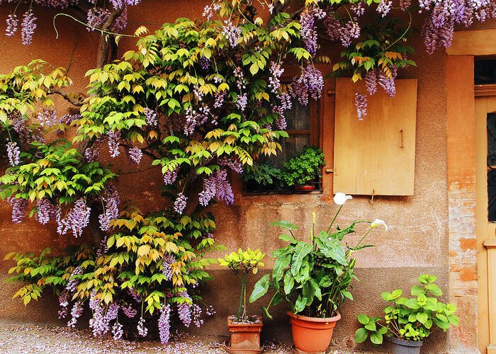 Wisteria Greeting Card featuring the photograph Wisteria On Home in Zellenberg France by Greg Matchick