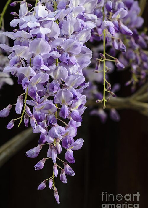 Wisteria Greeting Card featuring the photograph Wisteria by Tamara Becker