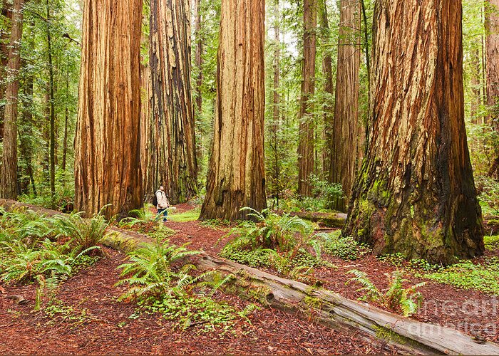 Redwoods Greeting Card featuring the photograph Witness History - Massive giant redwoods Sequoia sempervirens in Redwood National Park. by Jamie Pham