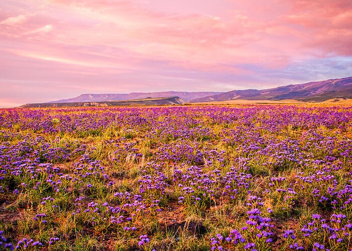 Wildflowers Greeting Card featuring the photograph Wildflower Sunset by Rick Wicker