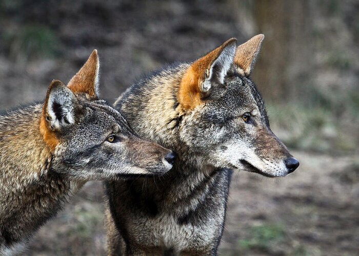 Red Wolf Greeting Card featuring the photograph Wolf Alert by Steve McKinzie