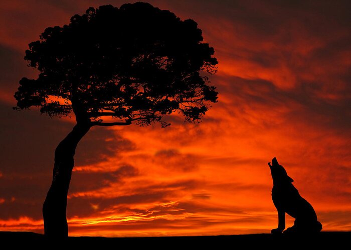 Wolf Greeting Card featuring the photograph Wolf Calling For Mate Sunset Silhouette Series by David Dehner