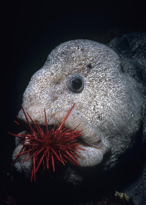 Anarhichadidae Greeting Card featuring the photograph Wolf-eel And Red Sea Urchin by Jeff Rotman
