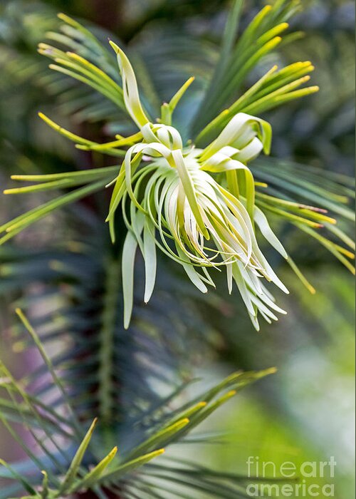 Australia Greeting Card featuring the photograph Wollemi Pine by Kate Brown