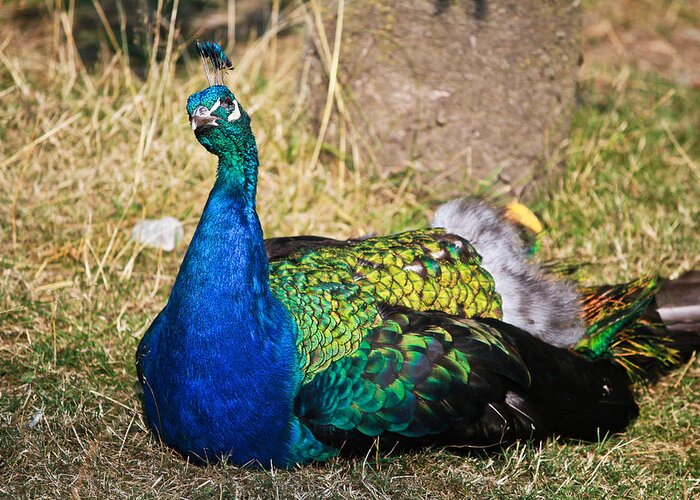 Peacock Greeting Card featuring the photograph Wondering male peacock by Eti Reid