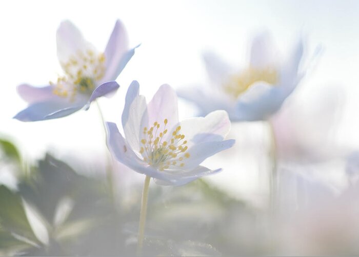 Heike Odermatt Greeting Card featuring the photograph Wood Anemone Flowers Netherlands by Heike Odermatt