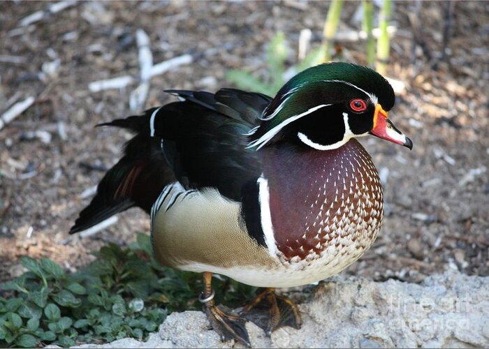 Wood Duck Greeting Card featuring the photograph Wood Duck by Carol Groenen