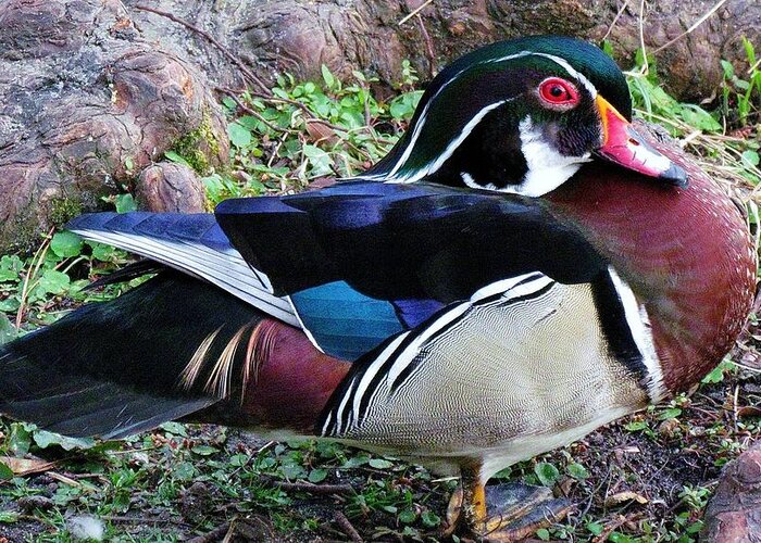 Duck Greeting Card featuring the photograph Wood Duck by Cynthia Guinn