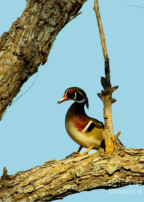 Animal Greeting Card featuring the photograph Wood Duck Drake In Tree by Robert Frederick