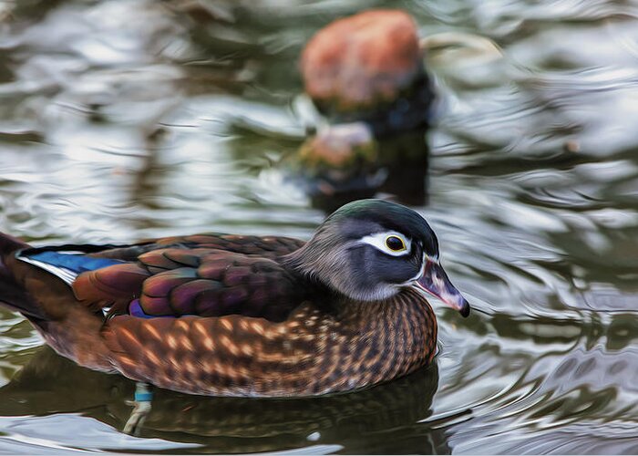 Wildlife Greeting Card featuring the photograph Wood Duck Hen by Bill and Linda Tiepelman