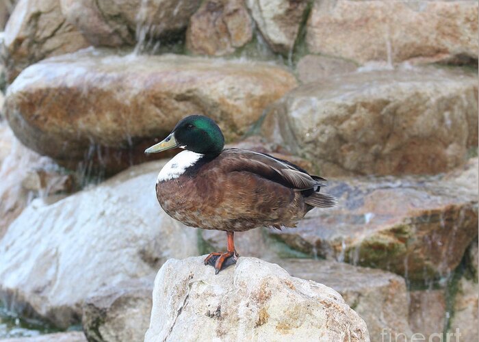 Wood Duck On Fountain Greeting Card featuring the photograph Wood Duck on Fountain by John Telfer
