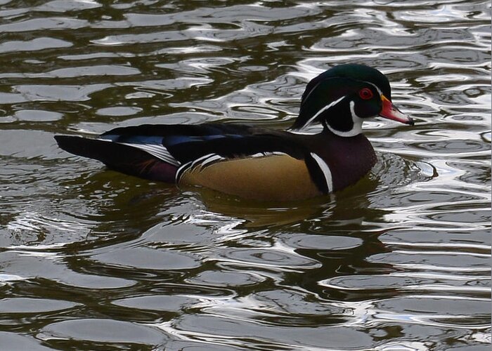 Duck Greeting Card featuring the photograph Wood Duck on Water by Lawrence Christopher