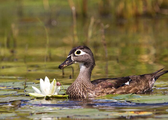 Duck Greeting Card featuring the photograph Wood Duck by Stephanie McDowell