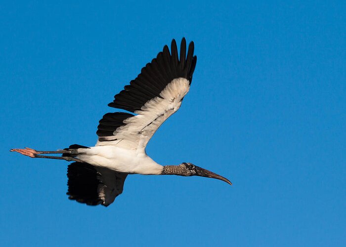 Everglades Greeting Card featuring the photograph Wood Stork by Raul Rodriguez