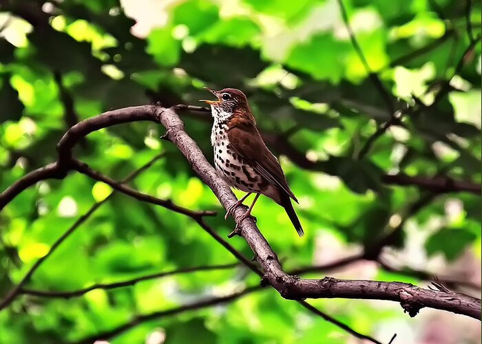 Bird Greeting Card featuring the photograph Wood Thrush Singing by Flees Photos