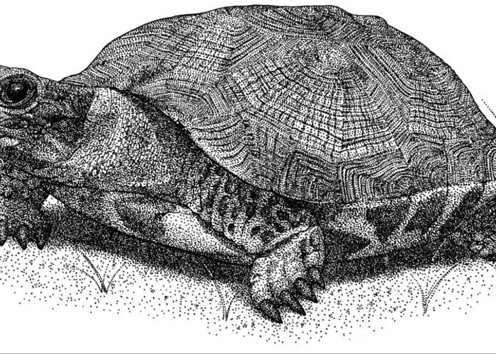 Wood Turtle Greeting Card featuring the photograph Wood Turtle by Roger Hall