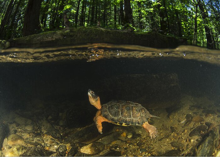 Pete Oxford Greeting Card featuring the photograph Wood Turtle Swimming North America by Pete Oxford