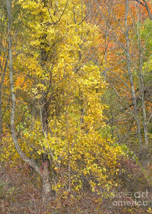 Autumn Greeting Card featuring the photograph Woodland Aglow by Ann Horn