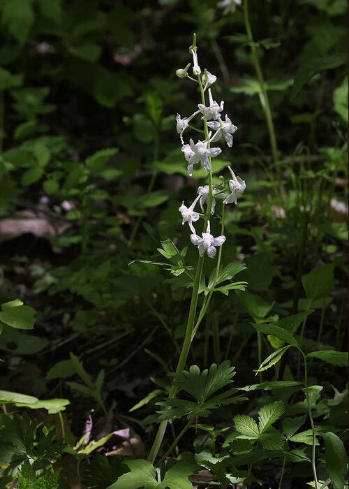 Larkspur Greeting Card featuring the photograph Woodland Larkspur by Michael Dougherty