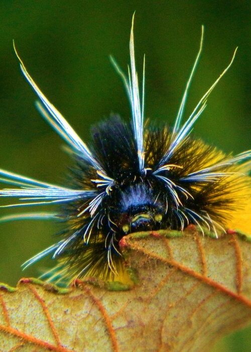 Nature Greeting Card featuring the photograph Woolly Bear Up Close by Gallery Of Hope 