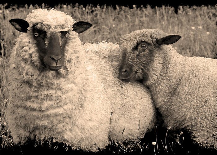 Sheep Greeting Card featuring the photograph Wooly Love by Jennifer Wright