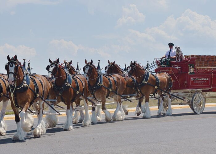 Clydesdales Greeting Card featuring the photograph World Renown Clydesdales 2 by Kae Cheatham