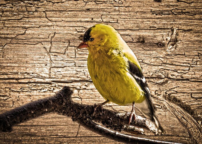 Wormy Wood Background Greeting Card featuring the photograph Wormy Wood American Goldfinch by Randall Branham
