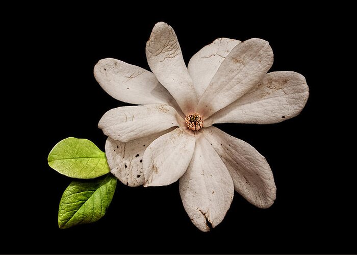 Wounded White Magnolia Greeting Card featuring the photograph Wounded White Magnolia Wide Version by Weston Westmoreland