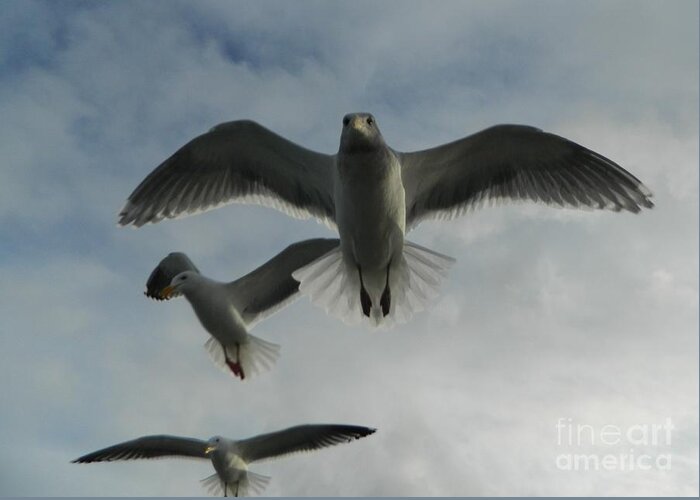 Birds Greeting Card featuring the photograph Wow Seagulls 1 by Gallery Of Hope 