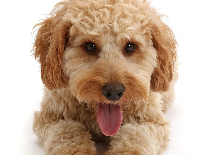 Animals Greeting Card featuring the photograph Wp44509 Cockapoo Dog by Mark Taylor