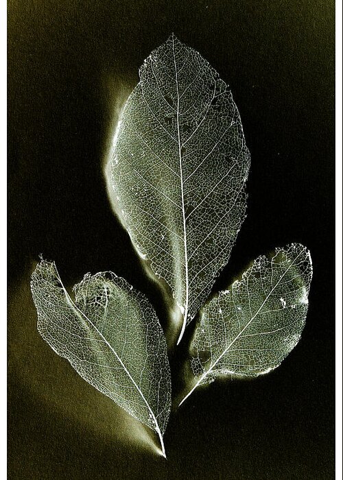 X-ray Leaves Greeting Card featuring the photograph X-ray leaves by Weston Westmoreland