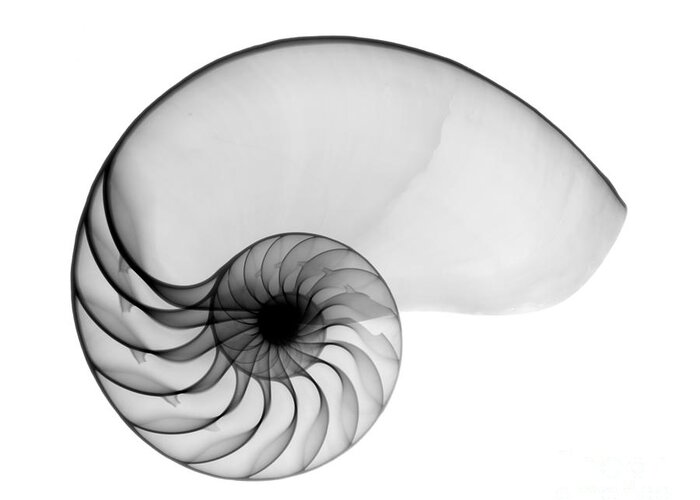 Radiograph Greeting Card featuring the photograph X-ray Of Nautilus by Bert Myers