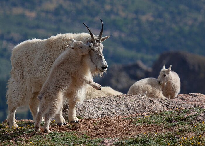 Mountain Goats; Posing; Group Photo; Baby Goat; Nature; Colorado; Crowd; Baby Goat; Mountain Goat Baby; Happy; Joy; Nature; Brothers Greeting Card featuring the photograph XX's and OO's by Jim Garrison