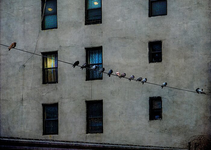 Pigeons Greeting Card featuring the photograph Yardbirds by Chris Lord