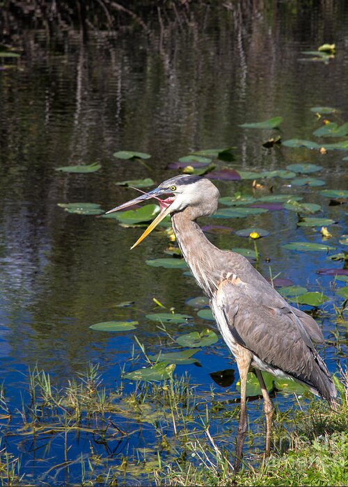 Everglades Greeting Card featuring the photograph Yawning Heron by Agnes Caruso