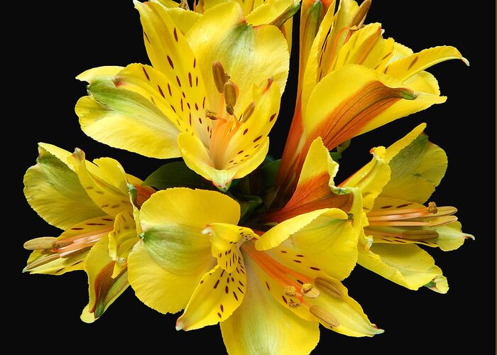 Flowers Greeting Card featuring the photograph Yellow Alstroemerias I Still Life Flower Art Poster #1 by Lily Malor