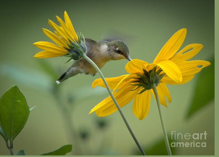Ruby-throated Hummingbird Greeting Card featuring the photograph Yellow and Green by Cheryl Baxter