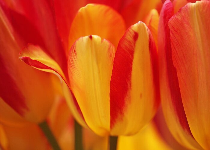 Tulips Greeting Card featuring the photograph Yellow and Red Striped Tulips by Rona Black
