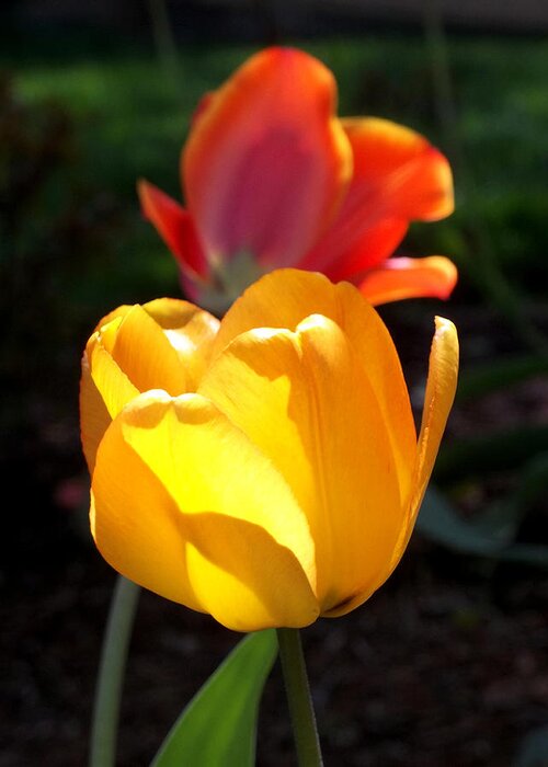 Tulip Tulips Greeting Card featuring the photograph Yellow and Red Tulips by Anne Cameron Cutri