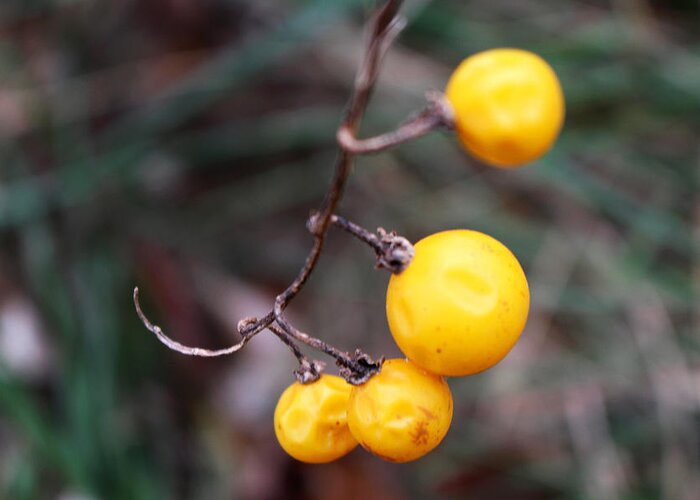 Yellow Greeting Card featuring the photograph Yellow Berries From the Early Winter Prairie Series by Verana Stark