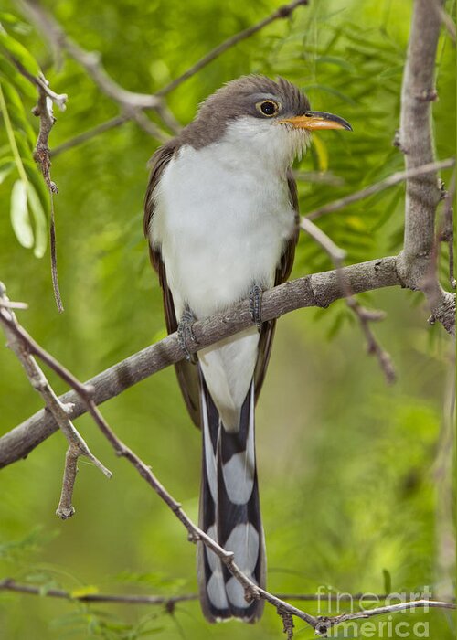 Yellow-billed Cuckoo Greeting Card featuring the photograph Yellow-billed Cuckoo by Anthony Mercieca